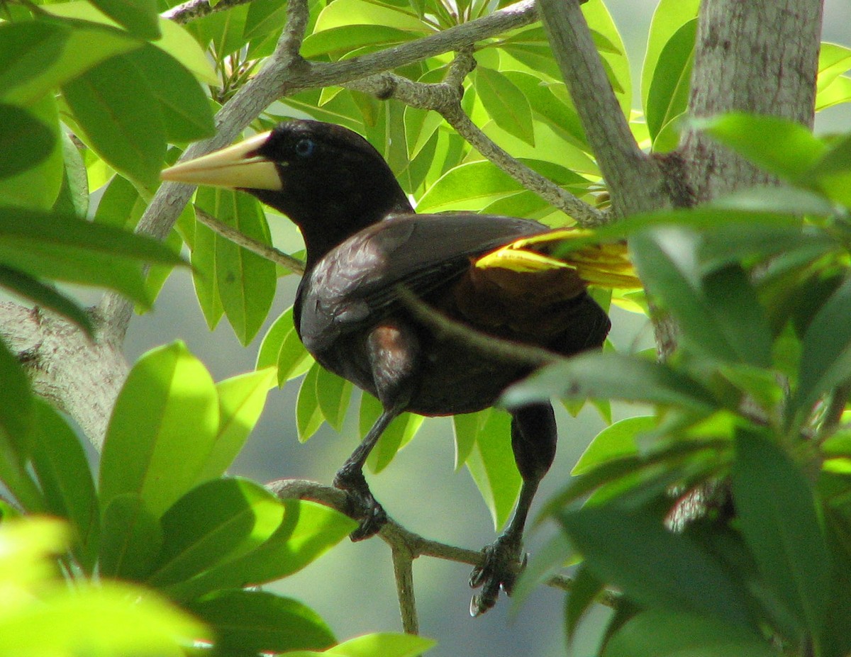 Crested Oropendola - ML205407081