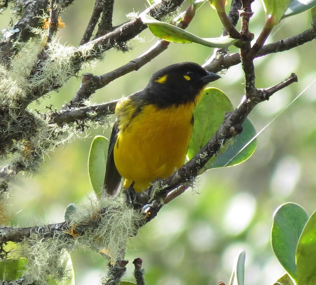 Lacrimose Mountain Tanager (melanops) - ML205407141