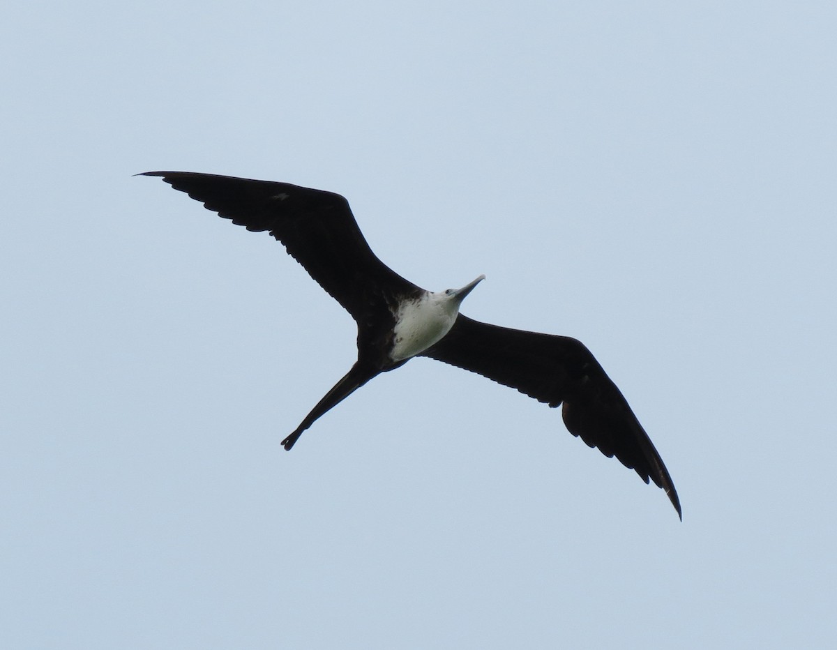 Magnificent Frigatebird - ML205407161