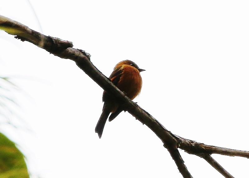 Cinnamon Flycatcher - ML205407401