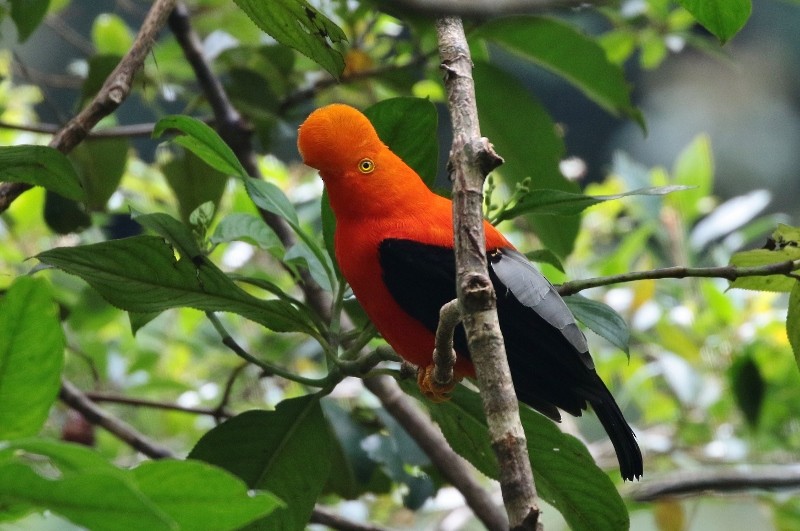 Andean Cock-of-the-rock - ML205407481