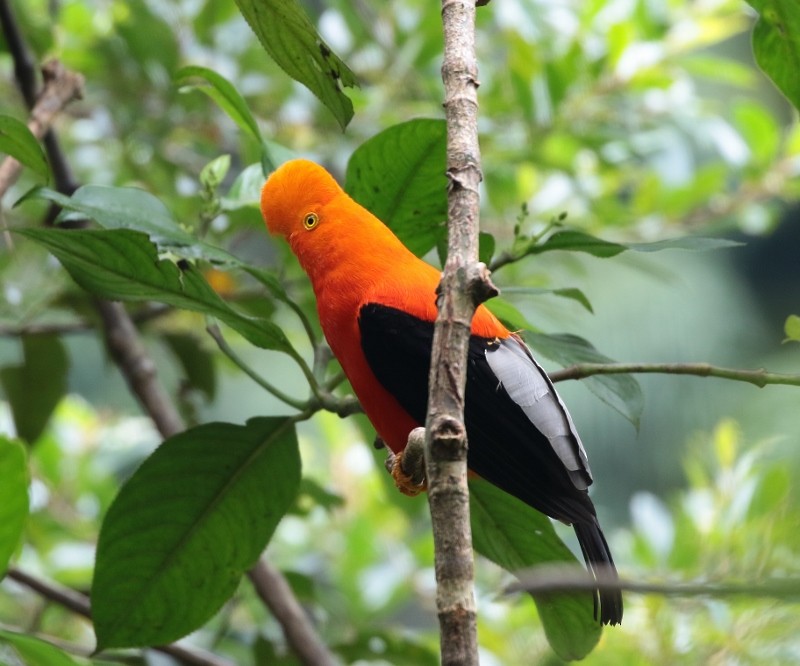 Andean Cock-of-the-rock - ML205407491