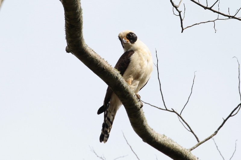 Laughing Falcon - Margareta Wieser