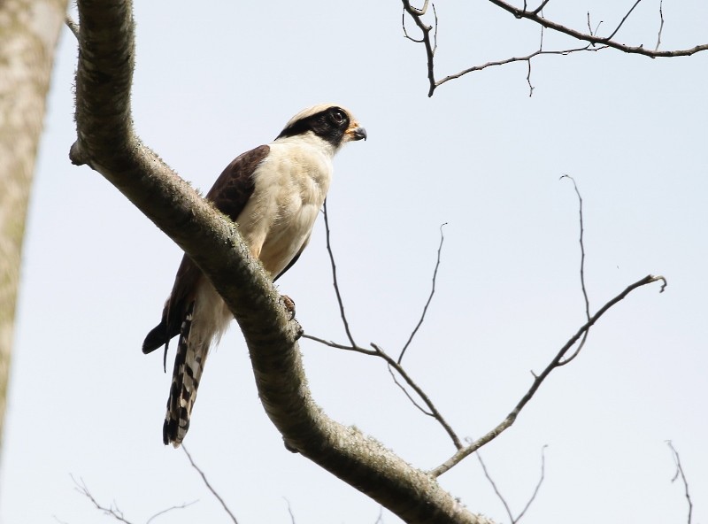 Laughing Falcon - ML205407511