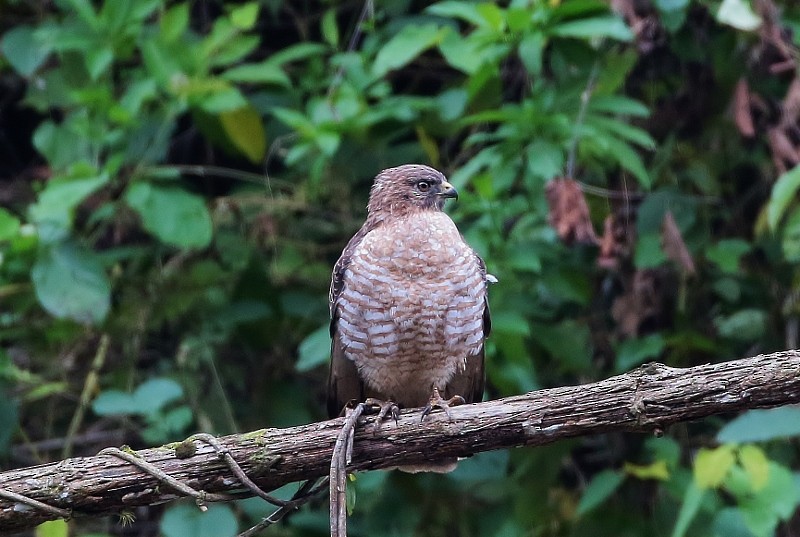 Broad-winged Hawk (Northern) - ML205407521