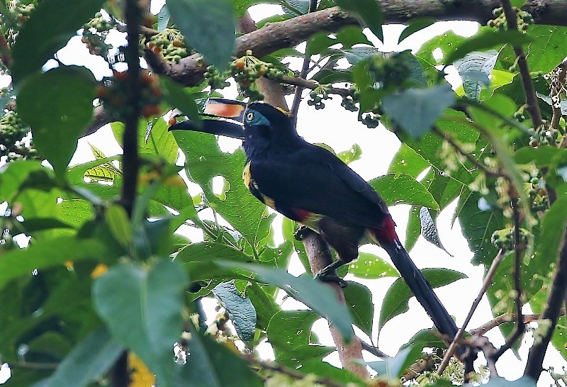 Many-banded Aracari - ML205407601