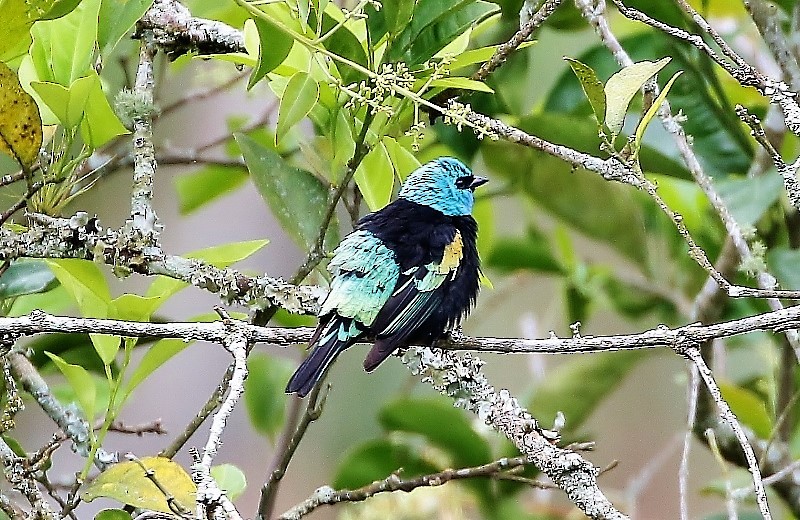 Blue-necked Tanager - ML205407641