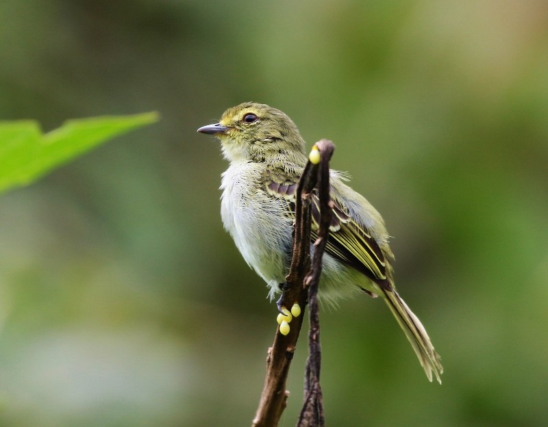 Golden-faced Tyrannulet - ML205407661