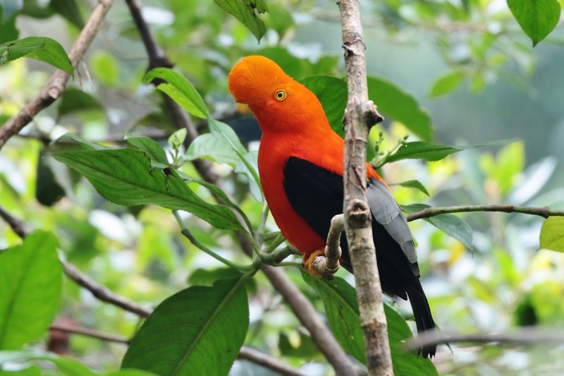 Andean Cock-of-the-rock - ML205407731