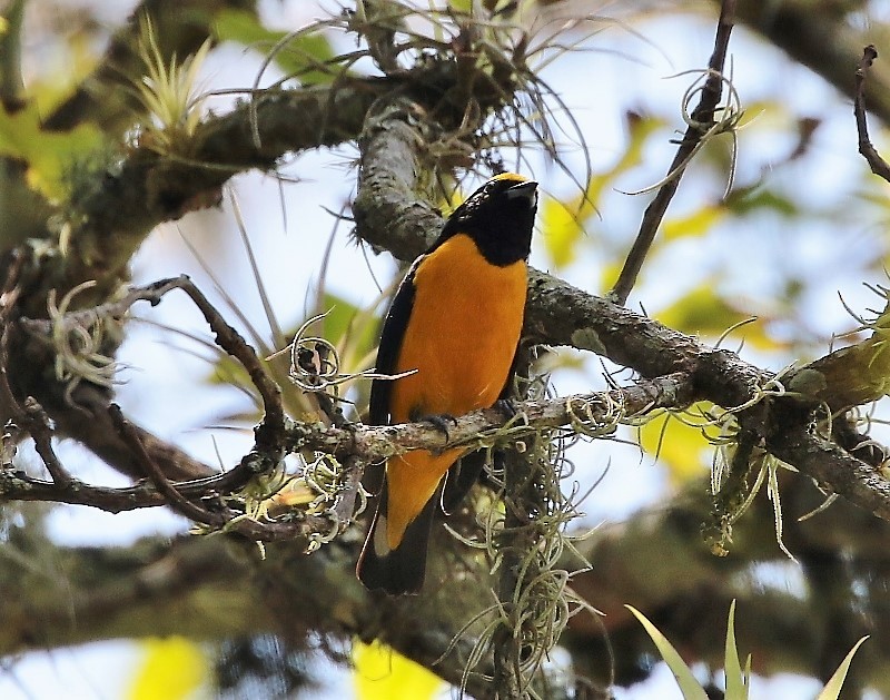 Purple-throated Euphonia - ML205407741