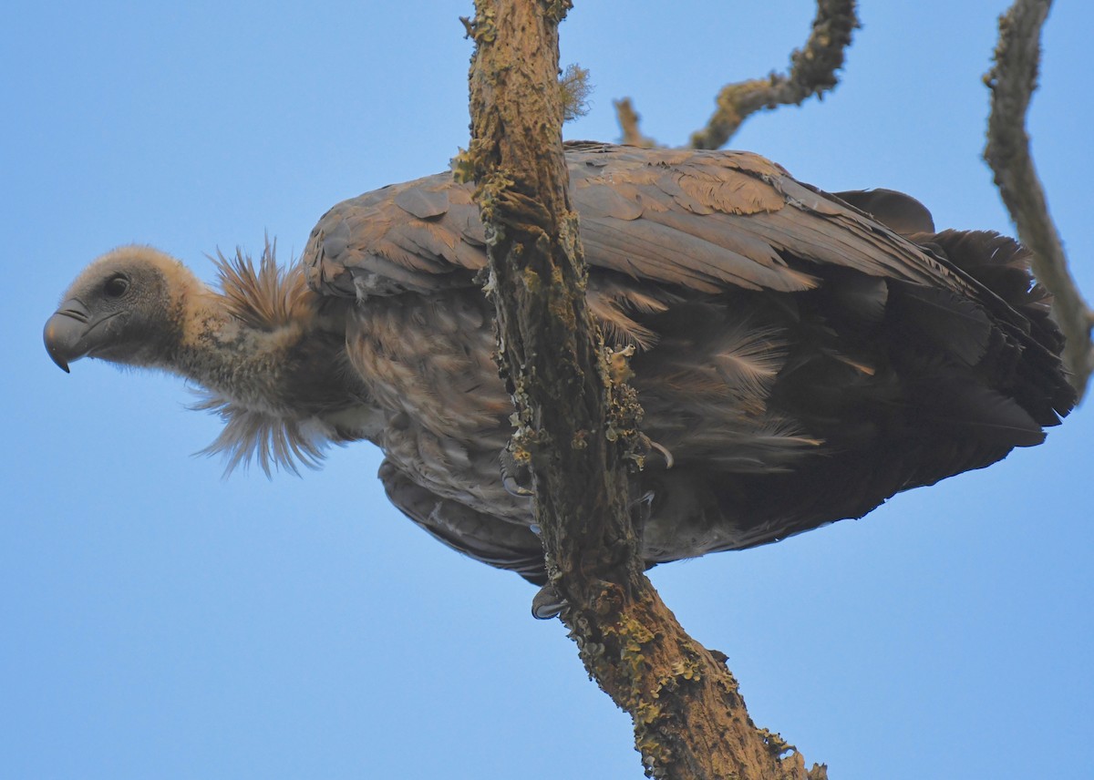 White-backed Vulture - ML205408751