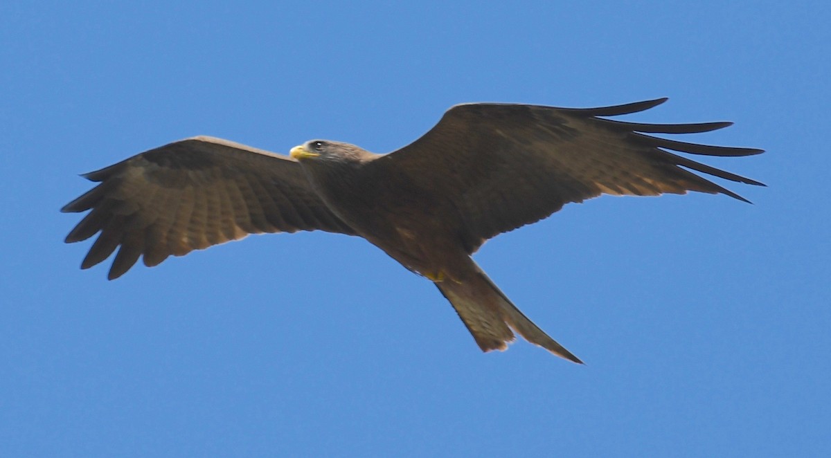 Black Kite - ML205408851