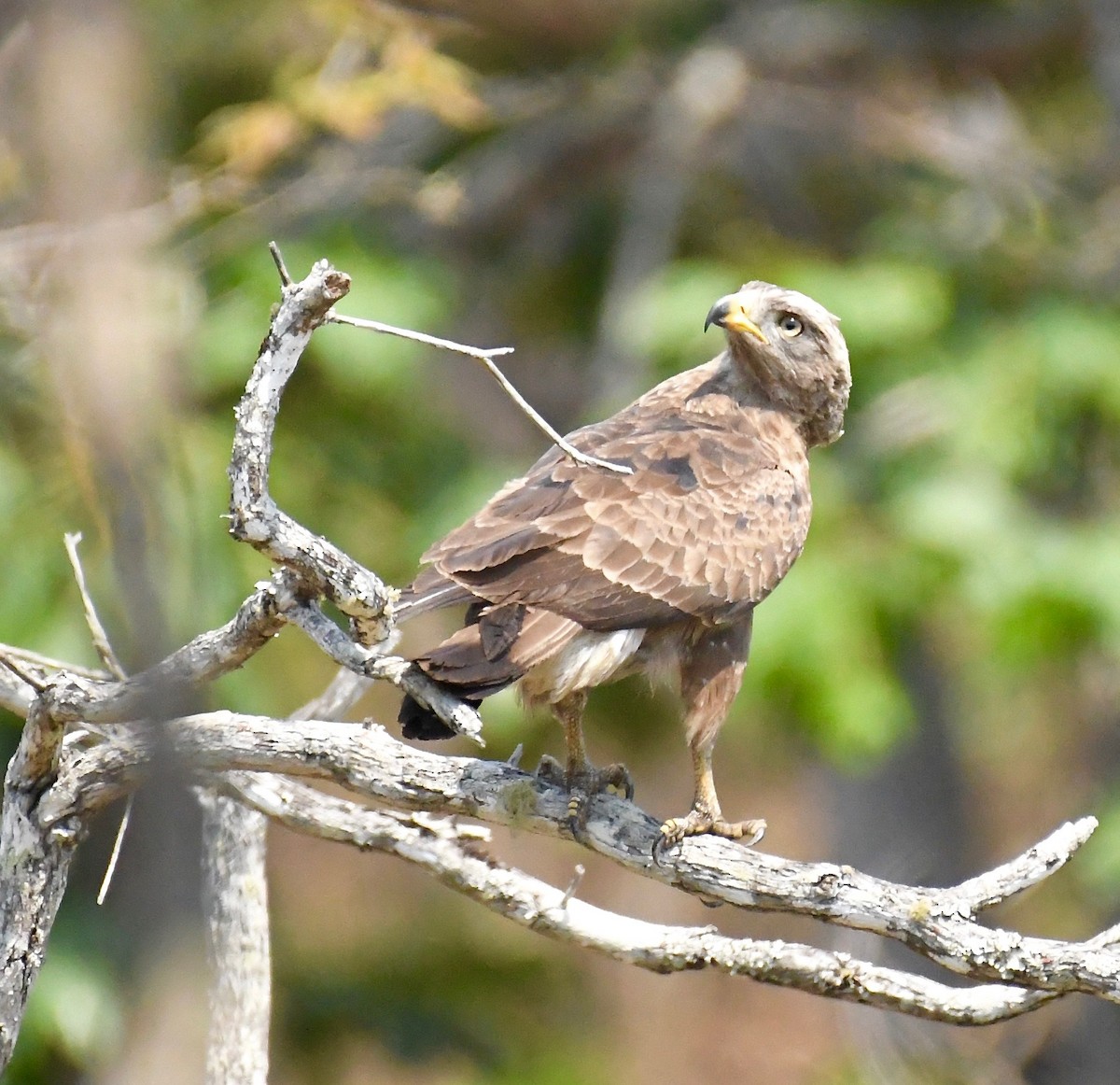 European Honey-buzzard - ML205408891