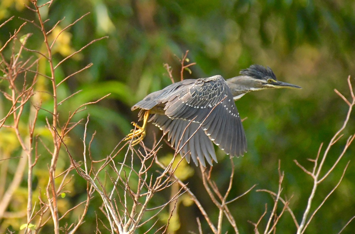 Striated Heron (Old World) - ML205408961