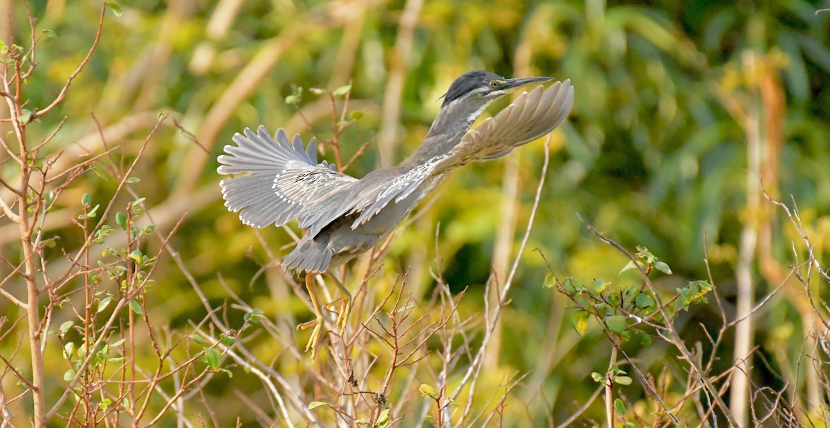 Striated Heron (Old World) - ML205408971