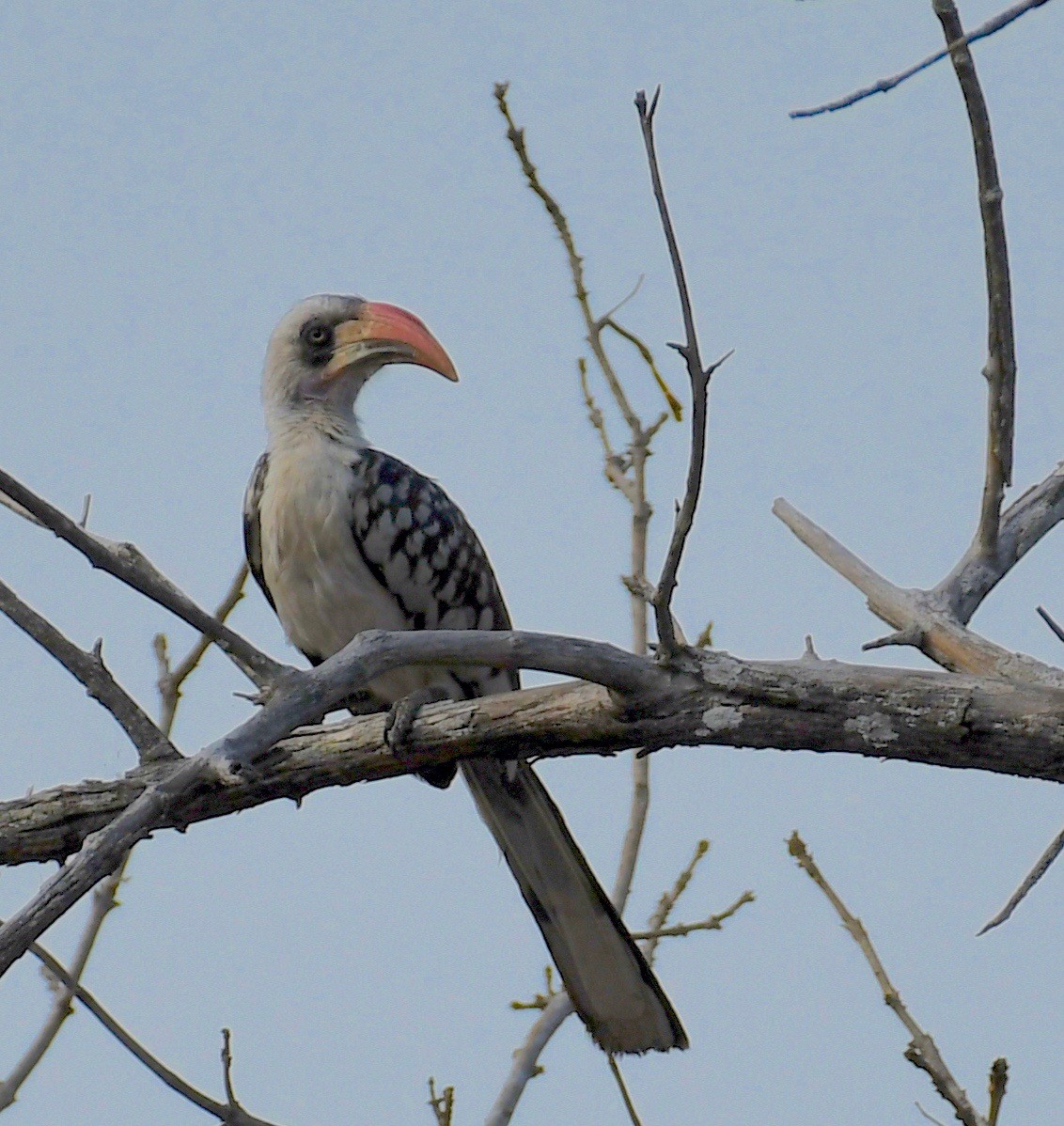 Tanzanian Red-billed Hornbill - ML205409051