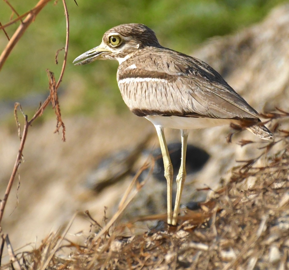 Water Thick-knee - ML205409081