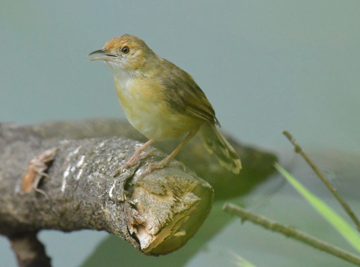 Trilling Cisticola - Theresa Bucher