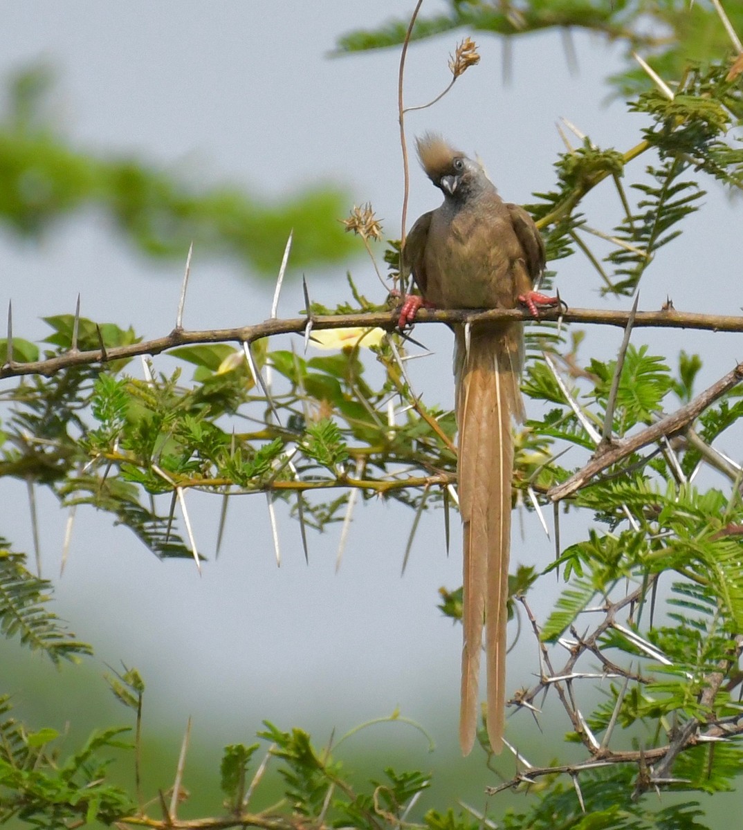 Braunflügel-Mausvogel - ML205409331