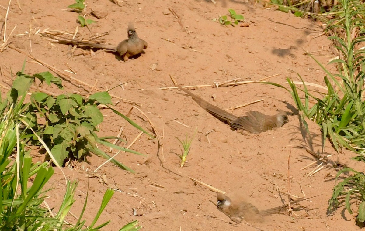 Speckled Mousebird - ML205409351