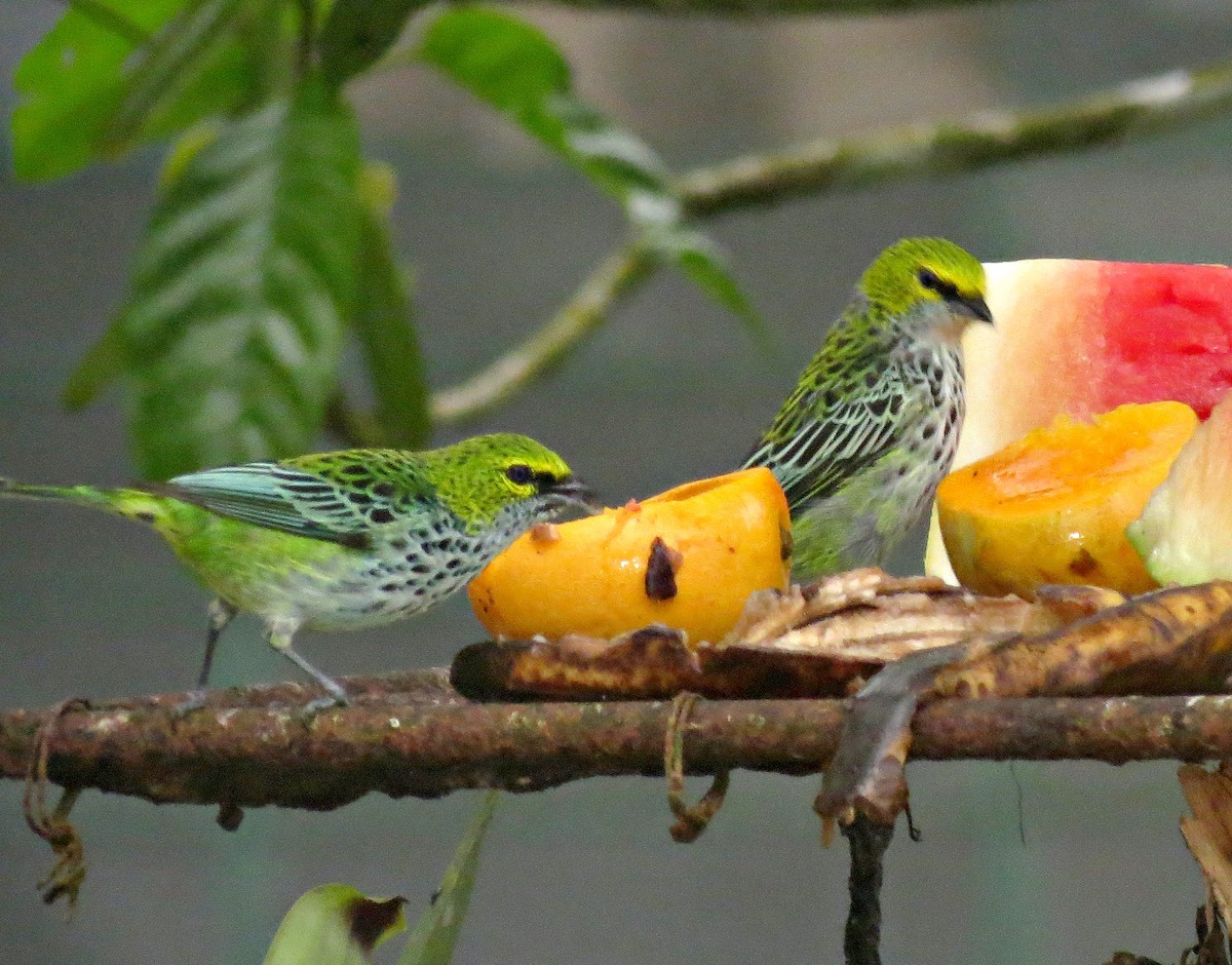 Speckled Tanager - ML205409521