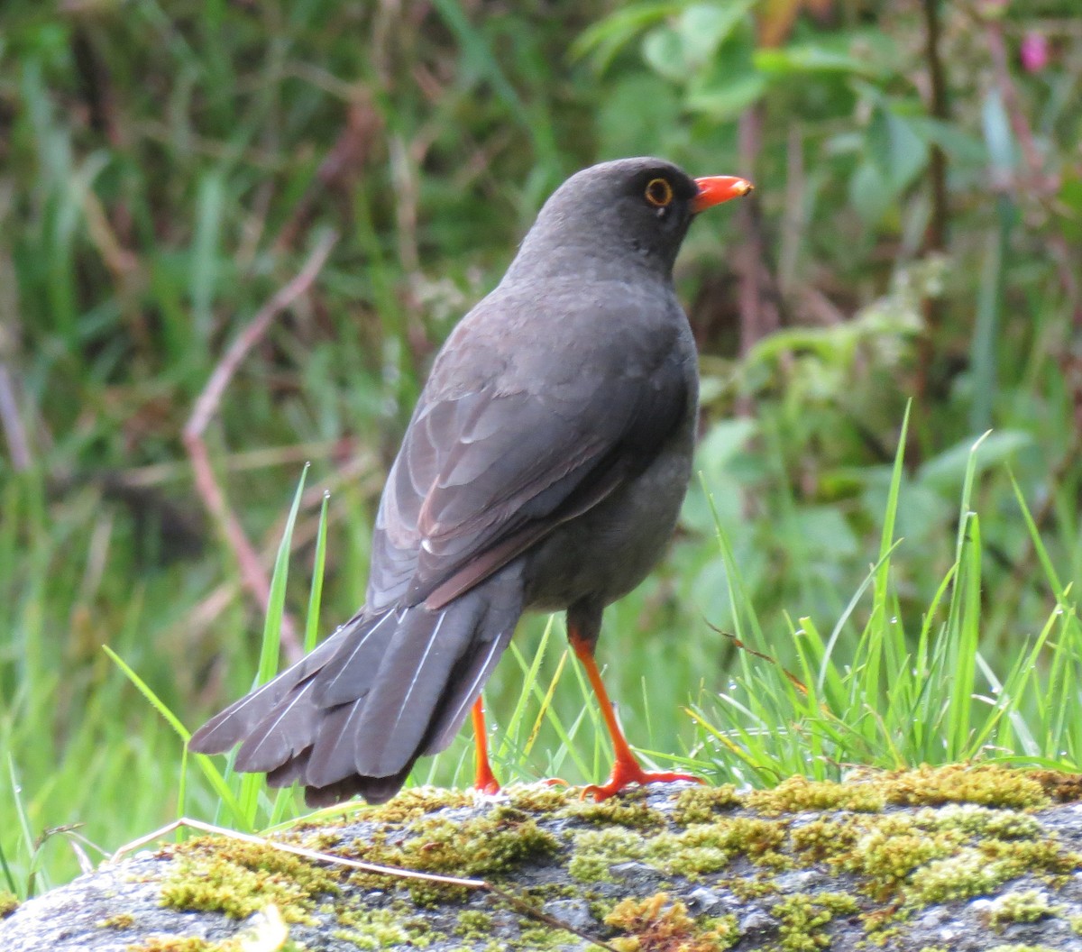 Great Thrush - ML205409581