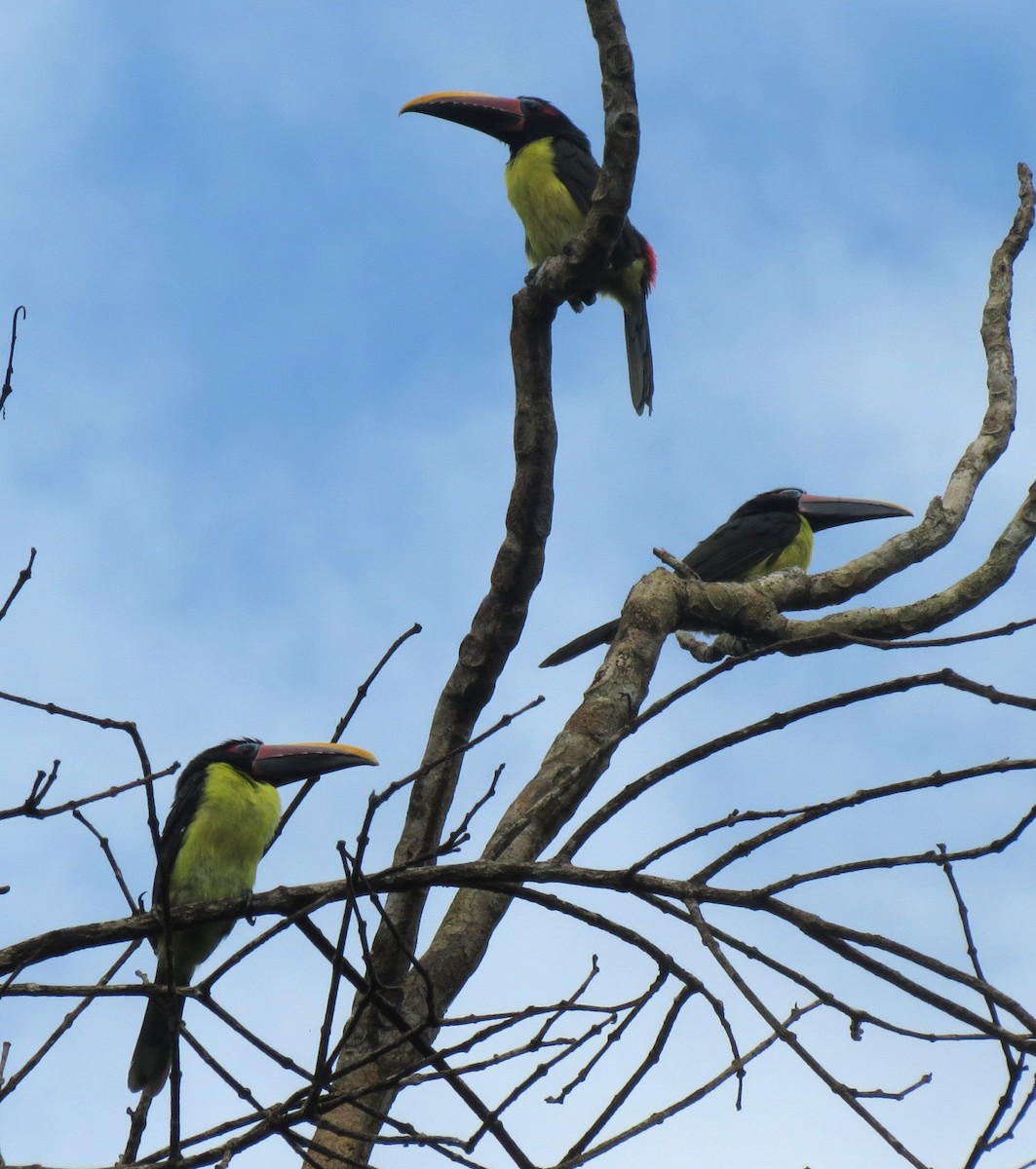 Green Aracari - ML205409831