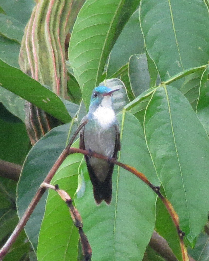 kolibřík pestrý [skupina versicolor] - ML205409841