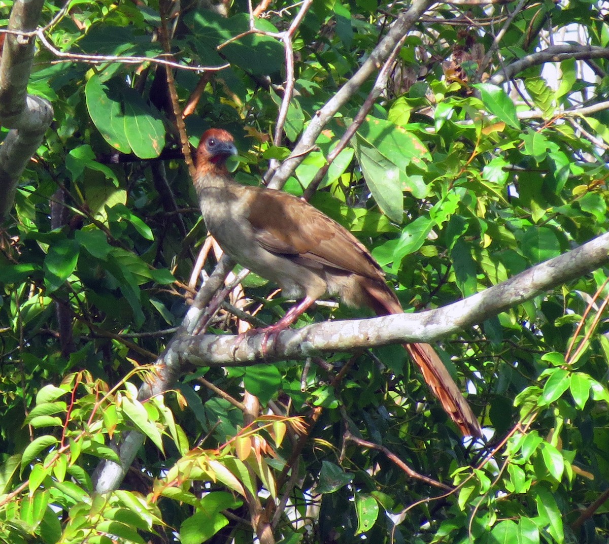 Variable Chachalaca - ML205409851