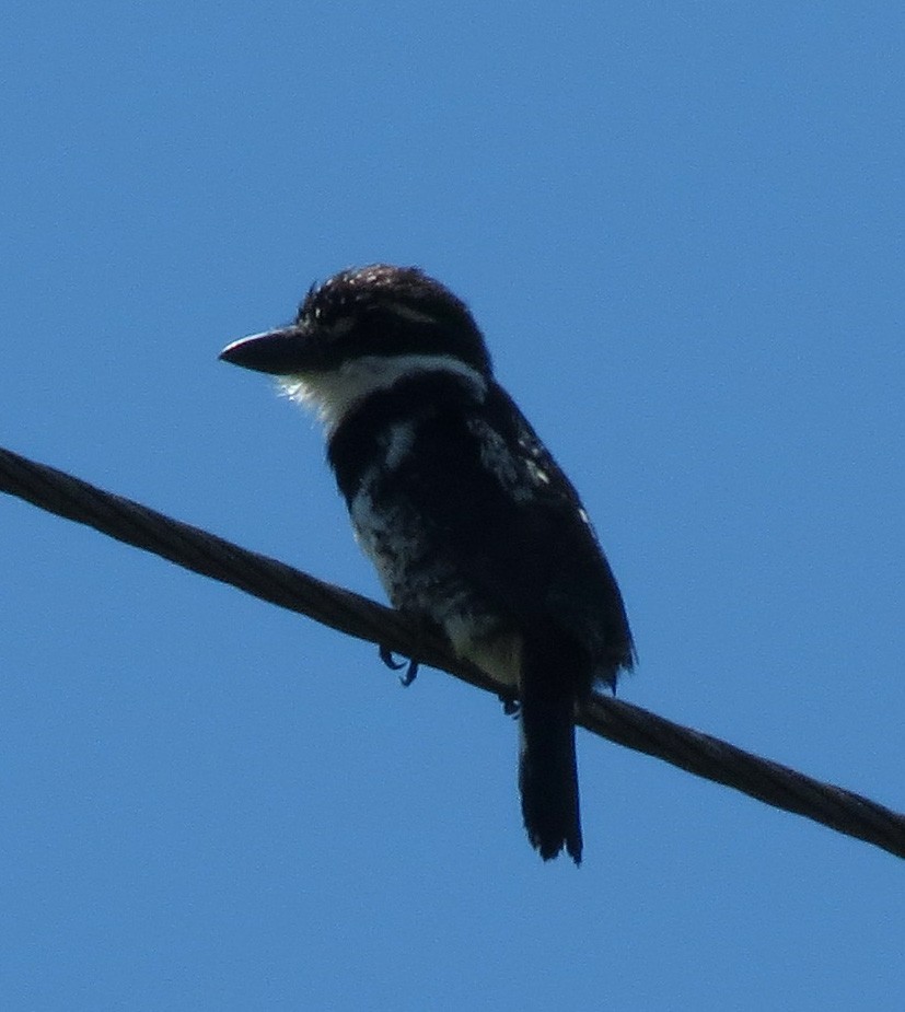 Pied Puffbird (Greater) - ML205409861