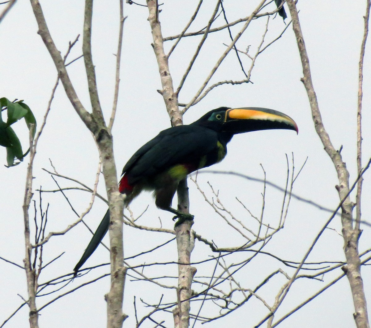 Many-banded Aracari - ML205409871