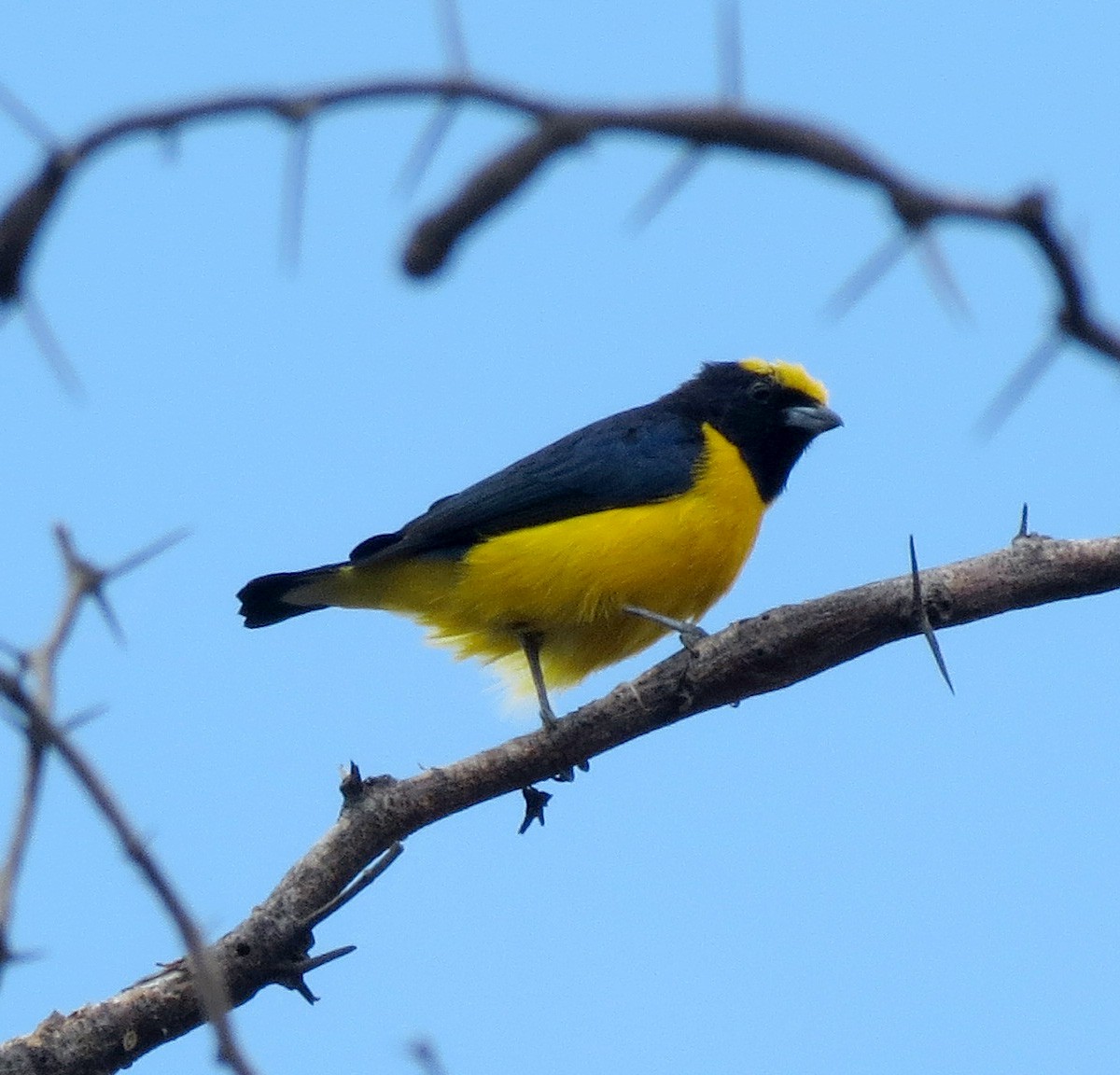 Trinidad Euphonia - Gustavo A. Rodriguez