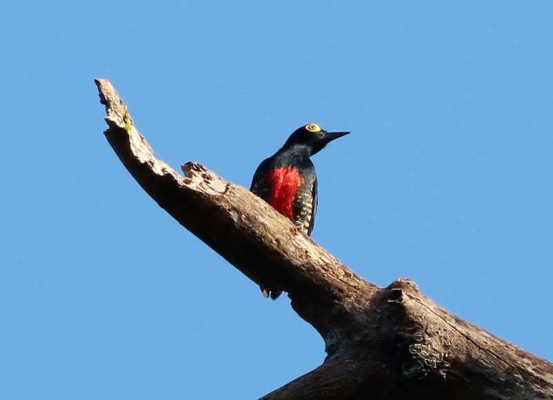 Pic à chevron d'or - ML205410071