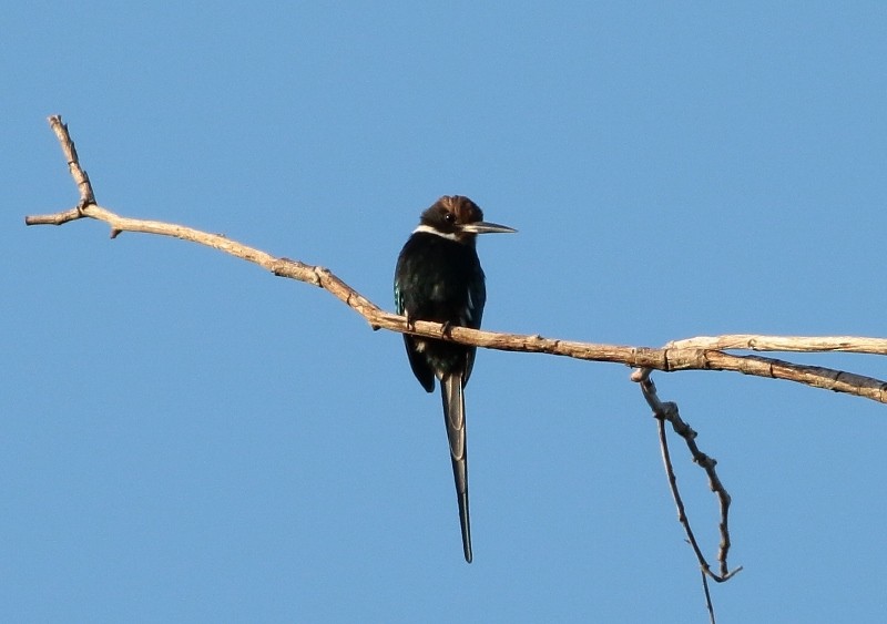 Jacamar à longue queue - ML205410091