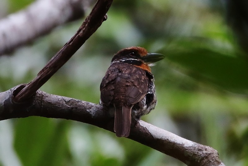 Tamatia tacheté - ML205410201