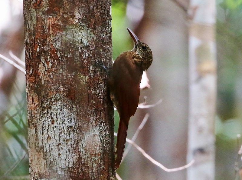 Amazonian Barred-Woodcreeper (Amazonian) - Margareta Wieser
