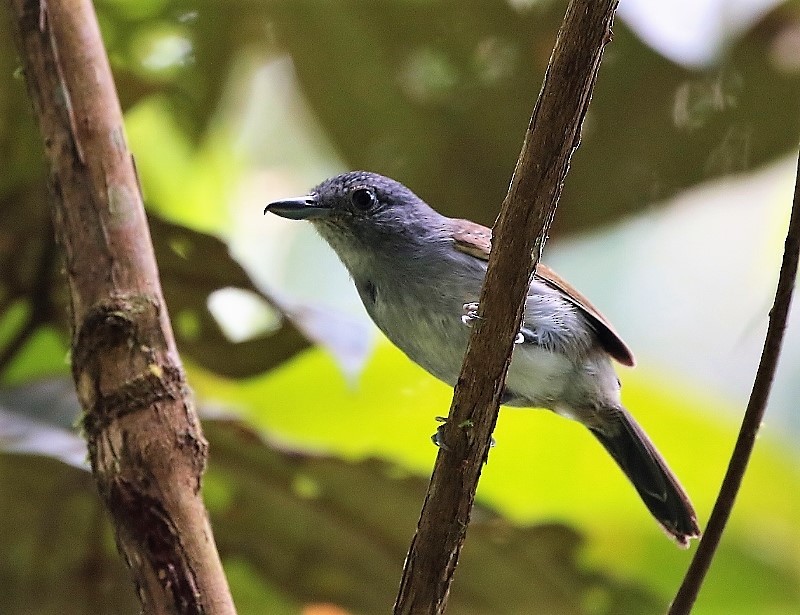 Mouse-colored Antshrike - ML205410251