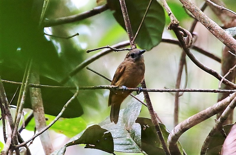 Batara ardoisé - ML205410281