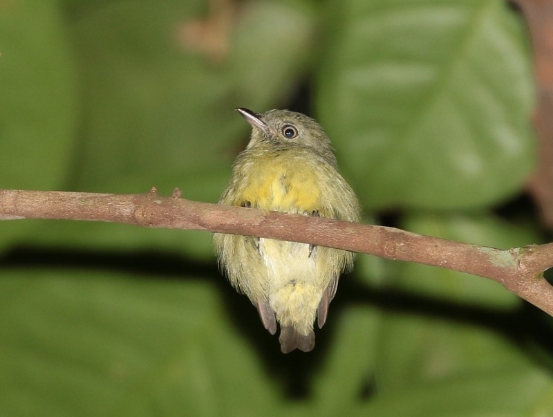 Dwarf Tyrant-Manakin - ML205410331