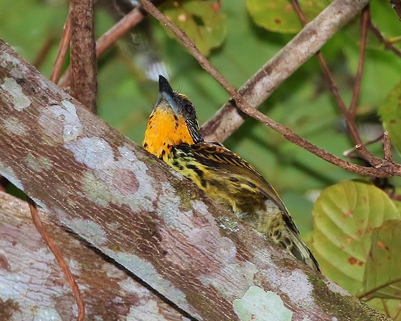 Gilded Barbet - Margareta Wieser