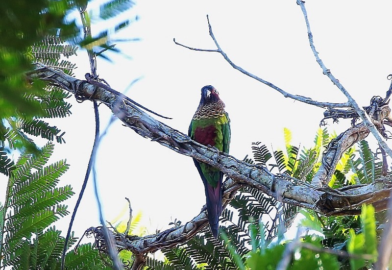 Conure versicolore - ML205410621