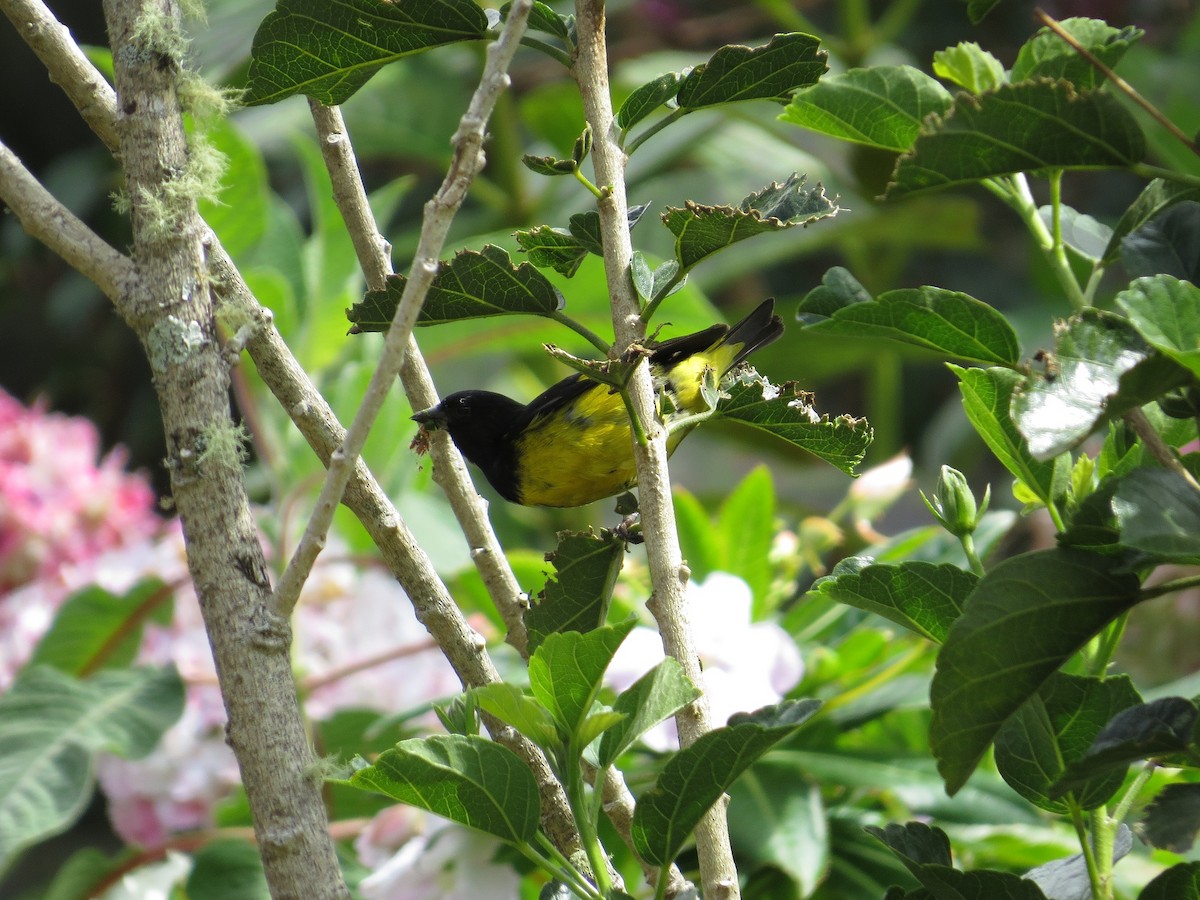 Yellow-bellied Siskin - ML205410961