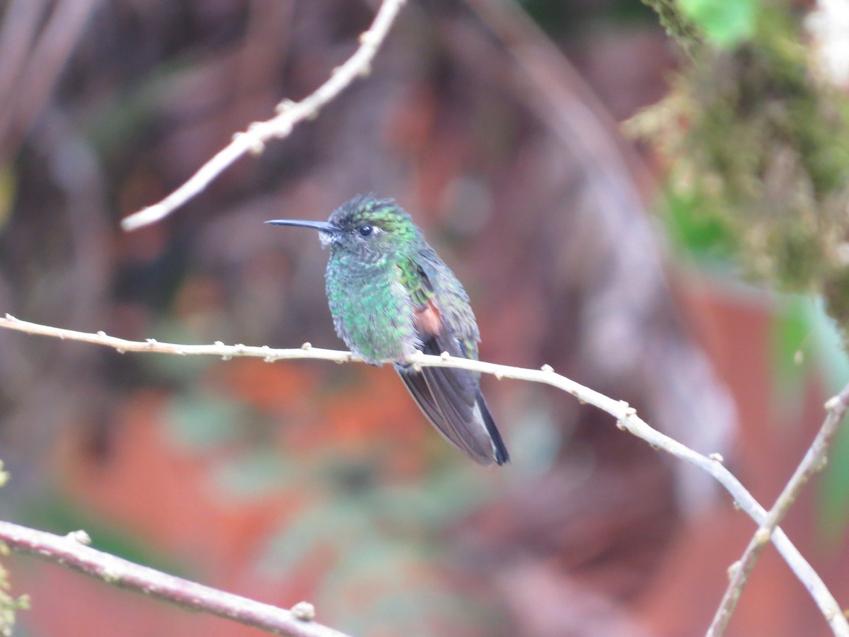 Stripe-tailed Hummingbird - Róger Rodríguez Bravo