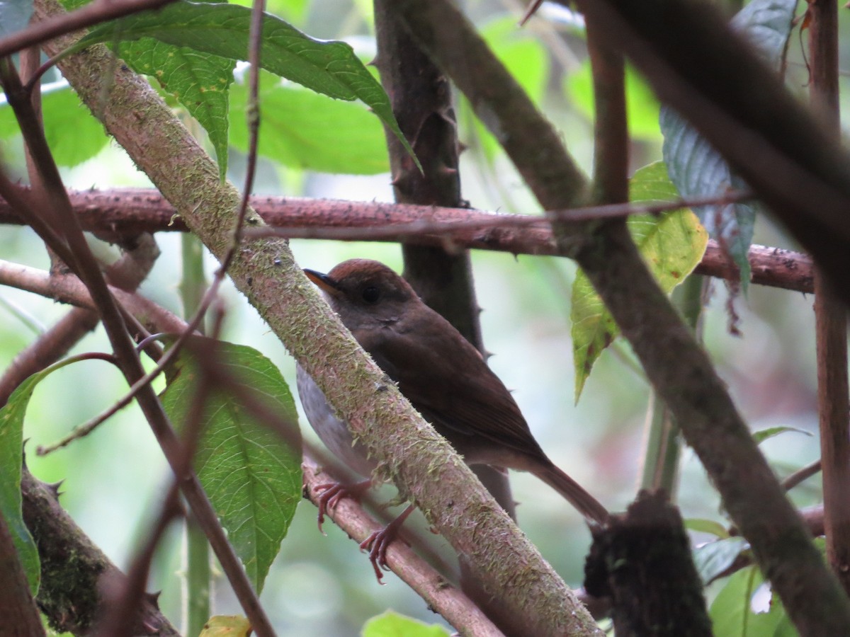 Ruddy-capped Nightingale-Thrush - ML205411001