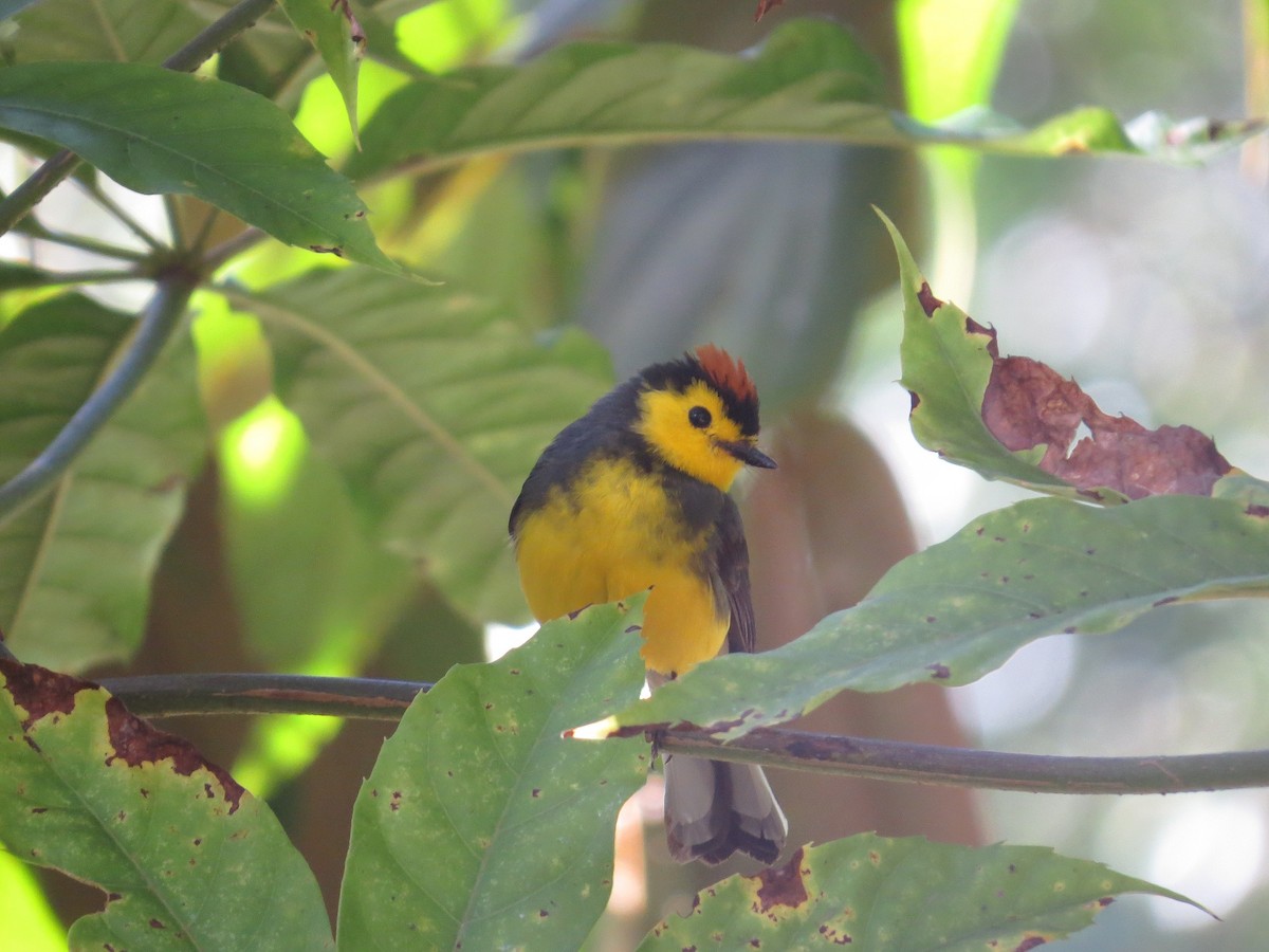 Collared Redstart - ML205411021