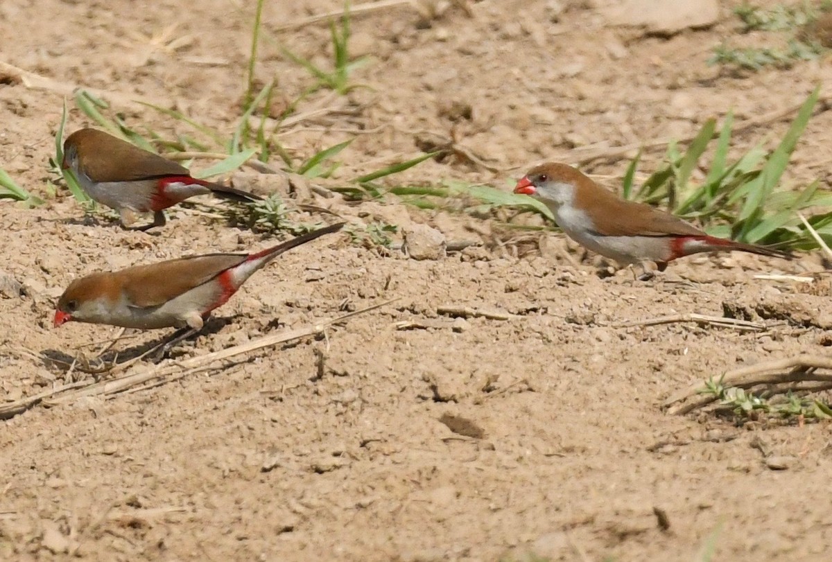 Fawn-breasted Waxbill (Fawn-breasted) - ML205411291