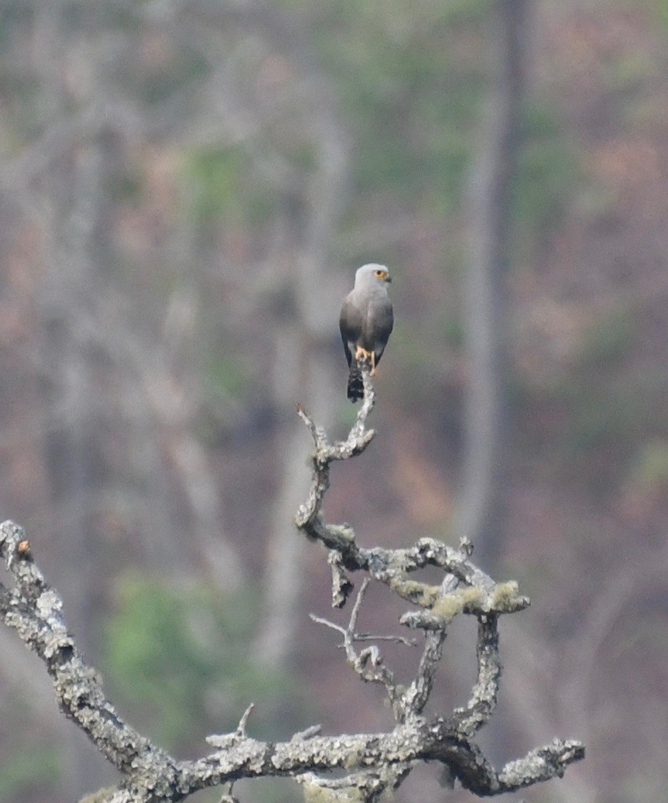 Dickinson's Kestrel - ML205411381