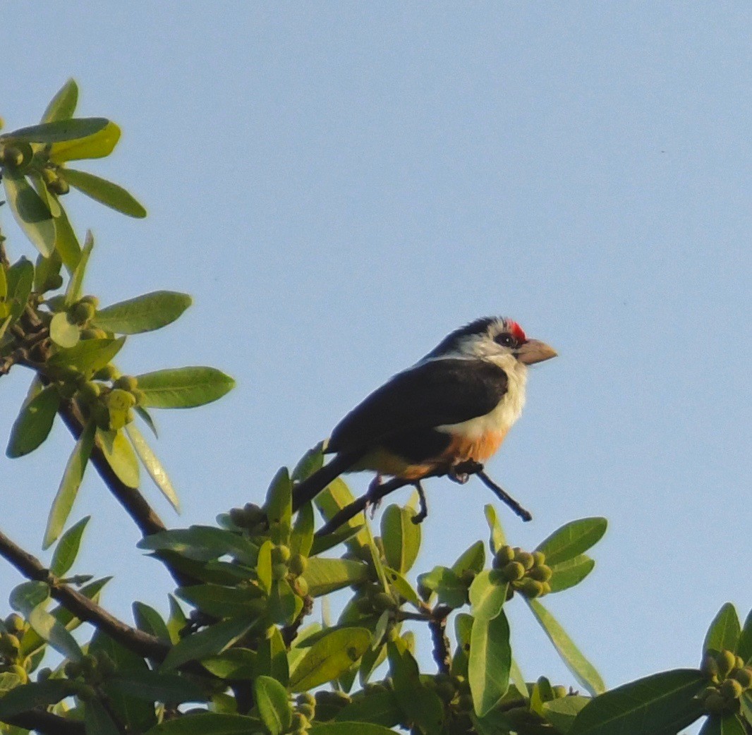 Black-backed Barbet (Brown-backed) - ML205411451