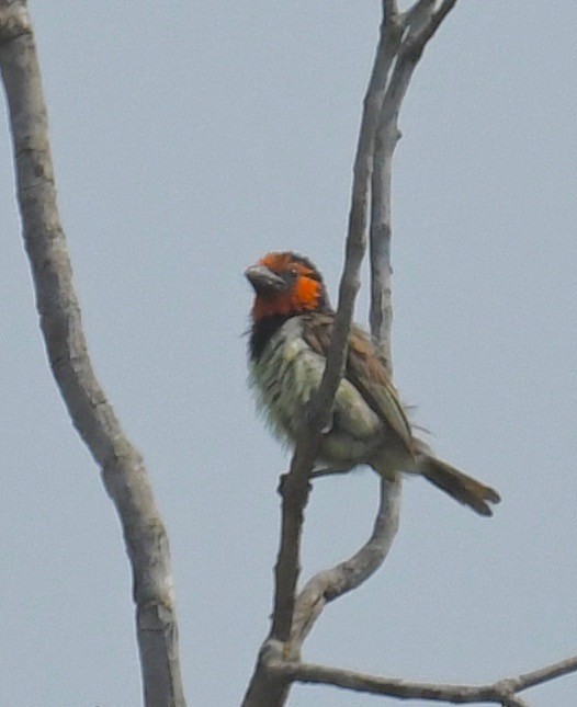 Kara Kolyeli Barbet - ML205411471