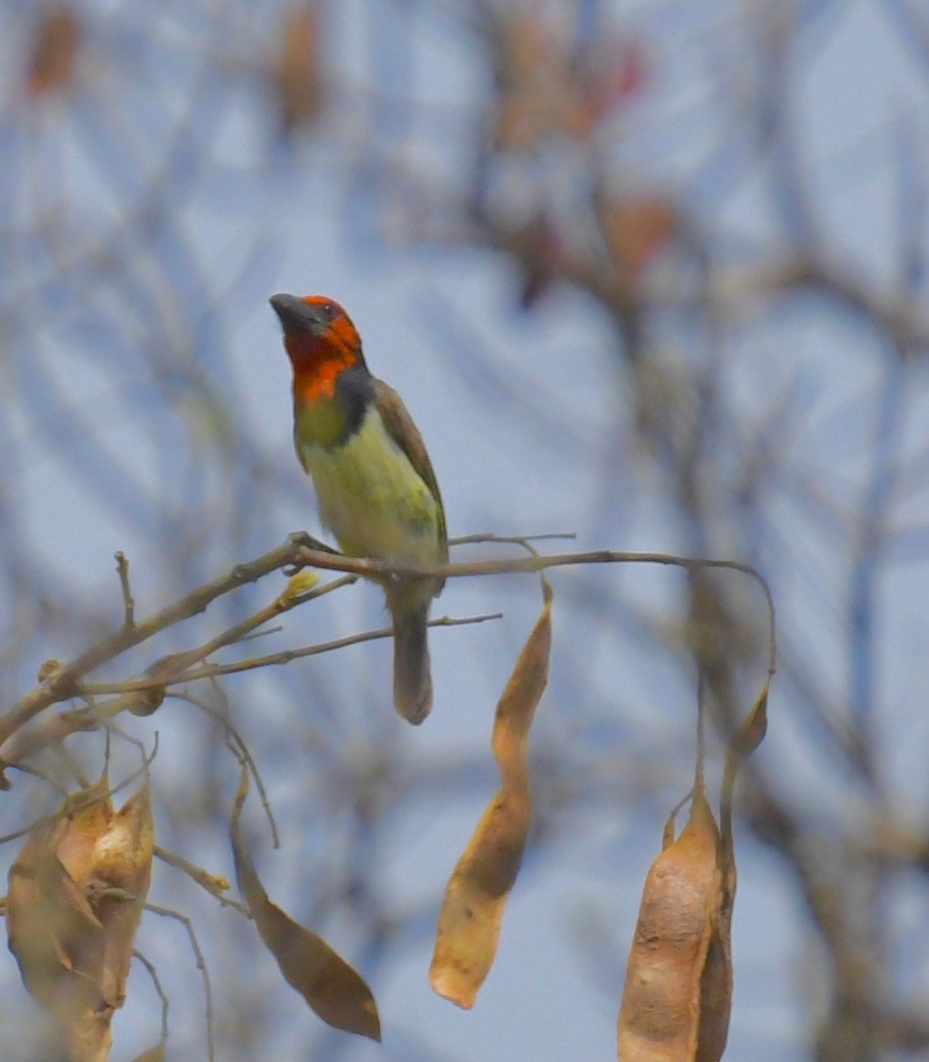 Black-collared Barbet - ML205411491